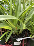 DIANELLA TAS RED 14CM