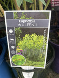 EUPHORBIA CHARACAIS SUB. WULFENII 14CM 