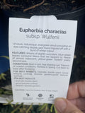 EUPHORBIA CHARACAIS SUB. WULFENII 14CM 