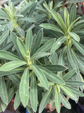 EUPHORBIA CHARACAIS SUB. WULFENII 14CM 