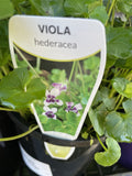 VIOLA HEDERACEA 14CM