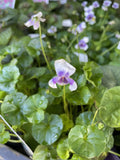 VIOLA HEDERACEA 14CM