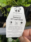 VIOLA HEDERACEA 14CM