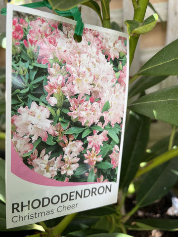 RHODODENDRON CHRISTMAS CHEER 20CM 