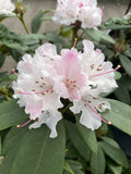 RHODODENDRON CHRISTMAS CHEER 20CM 