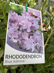 RHODODENDRON BLUE ADMIRAL 20CM