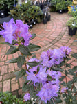 RHODODENDRON BLUE ADMIRAL 20CM