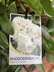 RHODODENDRON MOUNT EVEREST 20CM