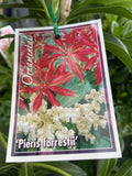 PIERIS FORESTII 20CM