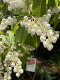 PIERIS FORESTII 20CM