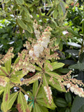 PIERIS FORESTII 20CM