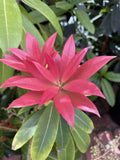 PIERIS FORESTII 20CM