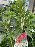 PIERIS FORESTII 20CM