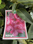 RHODODENDRON MIDNIGHT 25CM