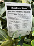 RHODODENDRON MIDNIGHT 25CM