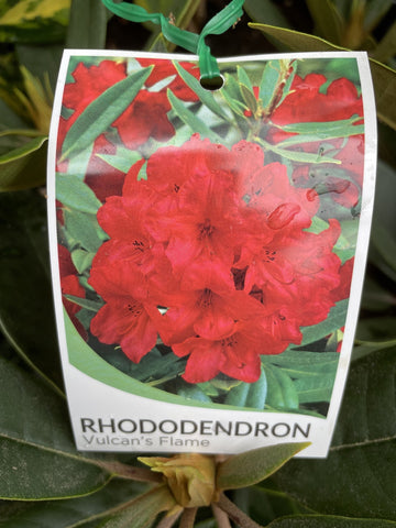 RHODODENDRON VULCAN'S FLAME 25CM 