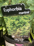 EUPHORBIA MARTINII 14CM