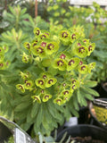 EUPHORBIA MARTINII 14CM