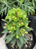 EUPHORBIA MARTINII 14CM