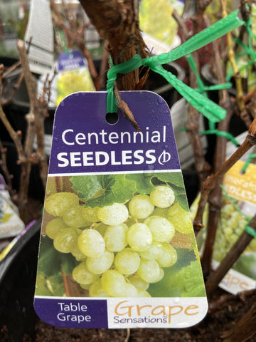 GRAPE CENTENIAL SEEDLESS BARE ROOT 