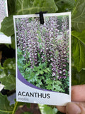 ACANTHUS MOLLIS 14CM