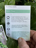 ACANTHUS MOLLIS 14CM