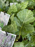 ACANTHUS MOLLIS 14CM