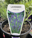 LAVANDULA HIDCOTE 14CM