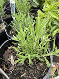 LAVANDULA HIDCOTE 14CM