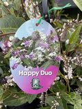 HARDENBERGIA HAPPY DUO 20CM
