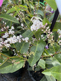 HARDENBERGIA HAPPY DUO 20CM