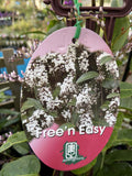 HARDENBERGIA FREE 'N' EASY 20CM