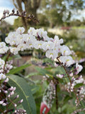 HARDENBERGIA FREE 'N' EASY 20CM