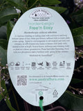 HARDENBERGIA FREE 'N' EASY 20CM