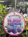 BLUEBERRY BURST 14CM
