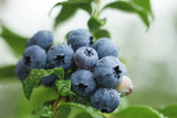 BLUEBERRY BURST 14CM