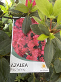 AZALEA RED WING 17CM