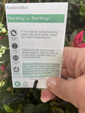 AZALEA RED WING 17CM