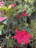 AZALEA RED WING 17CM