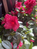 AZALEA RED WING 17CM