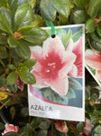AZALEA MRS KINT 17CM