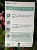 AZALEA MRS KINT 17CM