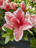 AZALEA MRS KINT 17CM