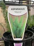 ASPARAGUS MEYERI 14CM 