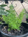 ASPARAGUS MEYERI 14CM 