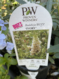 BUDDLEJA BUZZ 'IVORY' 14CM
