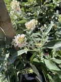 BUDDLEJA BUZZ 'IVORY' 14CM