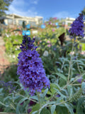 BUDDLEJA BUZZ PURPLE 14CM