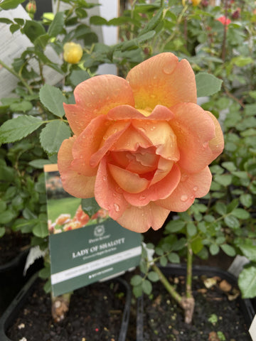 ROSE DAVID AUSTIN LADY OF SHALOTT 20CM 
