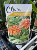 CLIVIA BELGIUM HYBRID 17.5CM